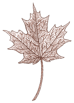 Line Art - Maple Leaf